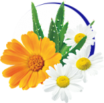 Aloe, nechtík a harmanček