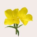 benefity_papulka benefity_papulka