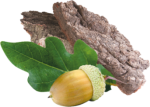 S dubovou kôrou S dubovou kôrou