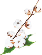 frische Baumwolle frische Baumwolle